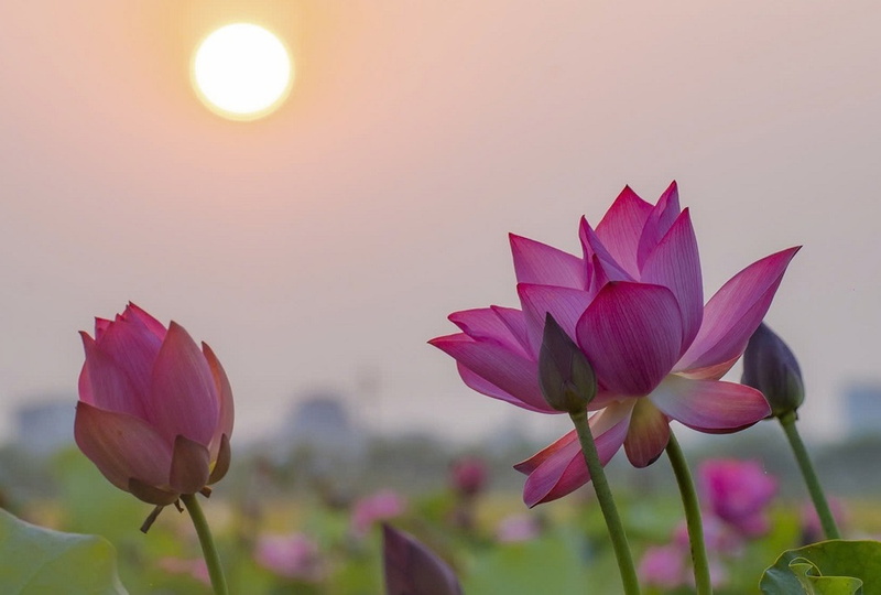 Thẩm định giá tại Đồng Tháp – Giải pháp chính xác cho tài sản vùng đất Sen Hồng