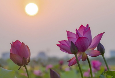 Thẩm định giá tại Đồng Tháp – Giải pháp chính xác cho tài sản vùng đất Sen Hồng